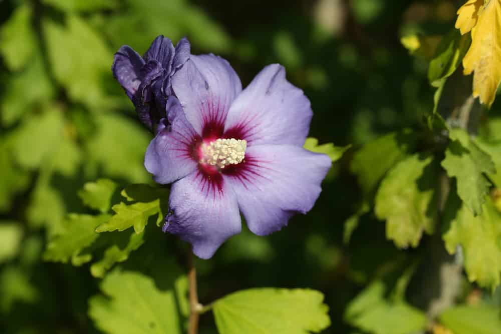 Garteneibisch - Hibiskus