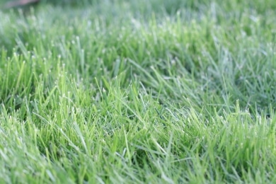 Rasen - Wiese - Gras