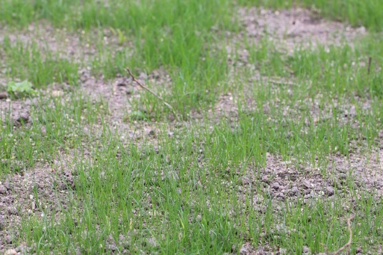 Anleitung zur Rasenaussaat die richtige Temperatur, Zeitpunkt & Co