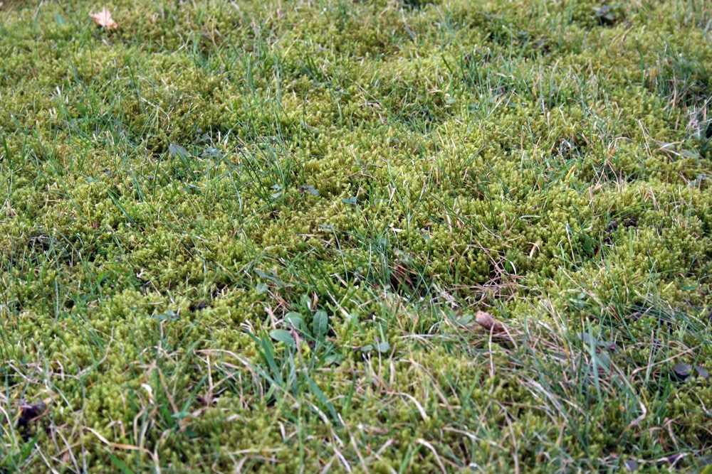 Wiese - Rasen - Gras