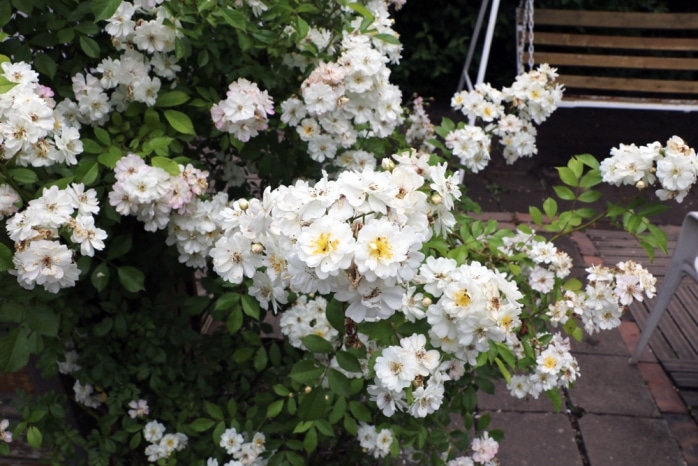 Büschelrose - Rosa multiflora