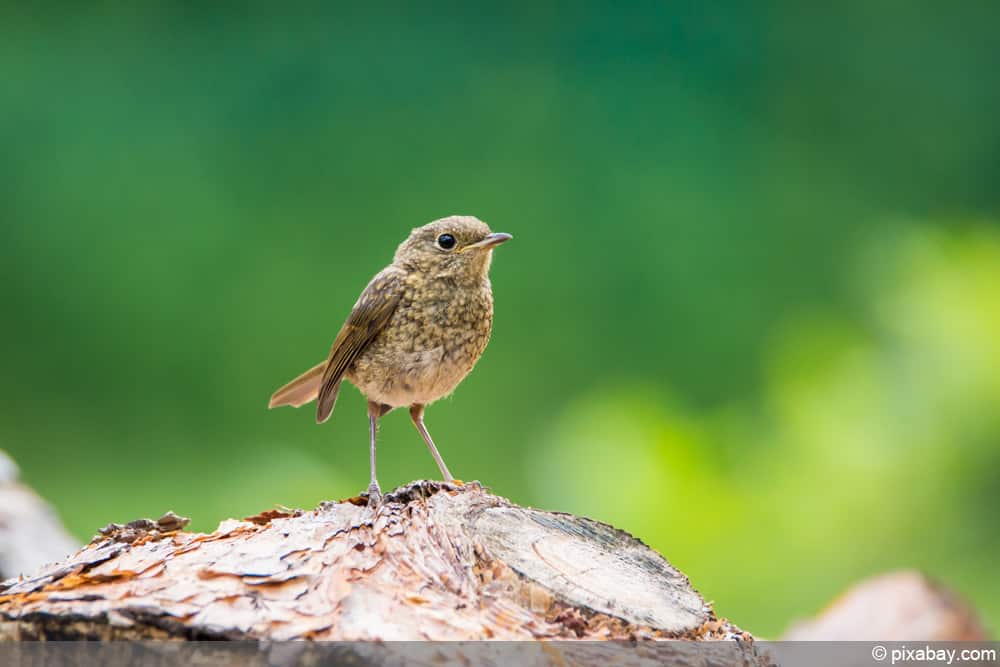 Rotkehlchen Jungvogel