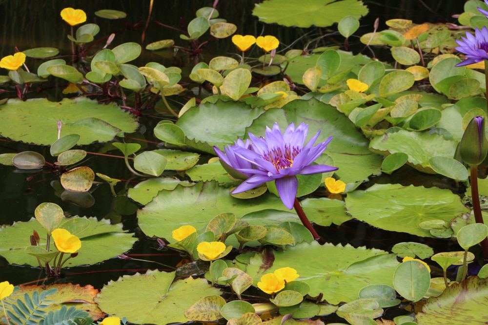 Sansibar - Seerose - Nymphaea zanzibariensis