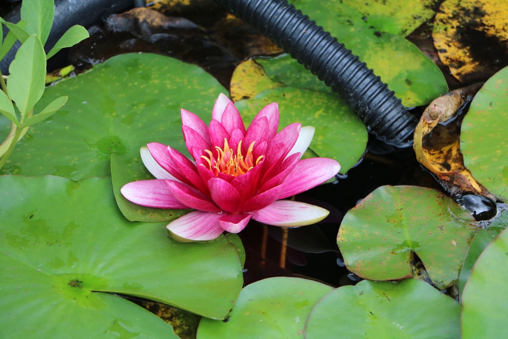 Seerosen Nymphaea