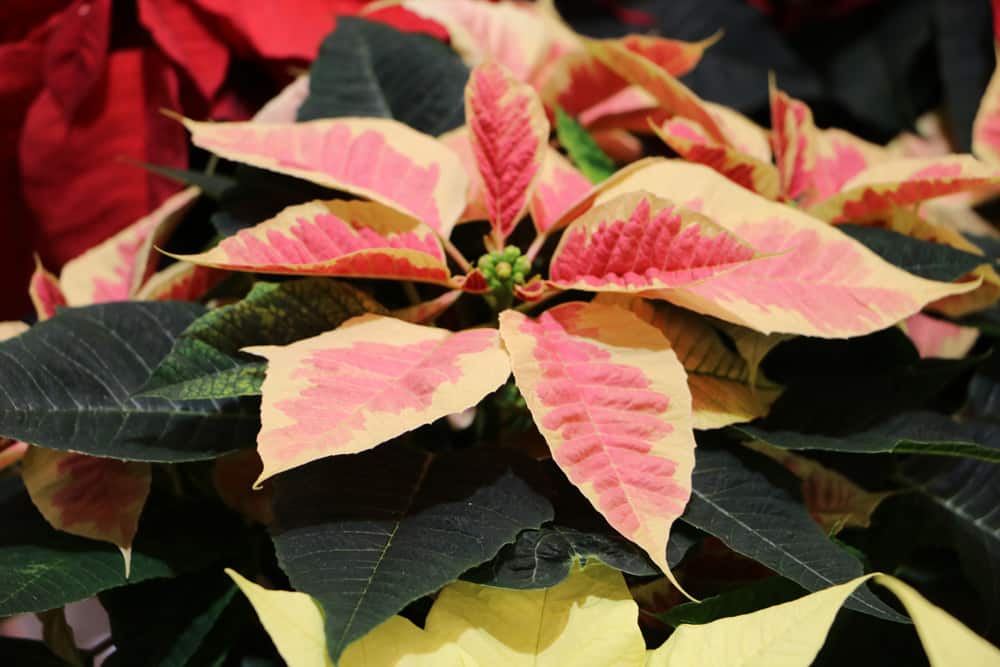 Weihnachtsstern - Poinsettien