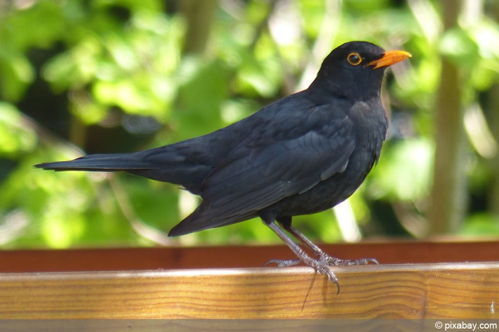 Amsel