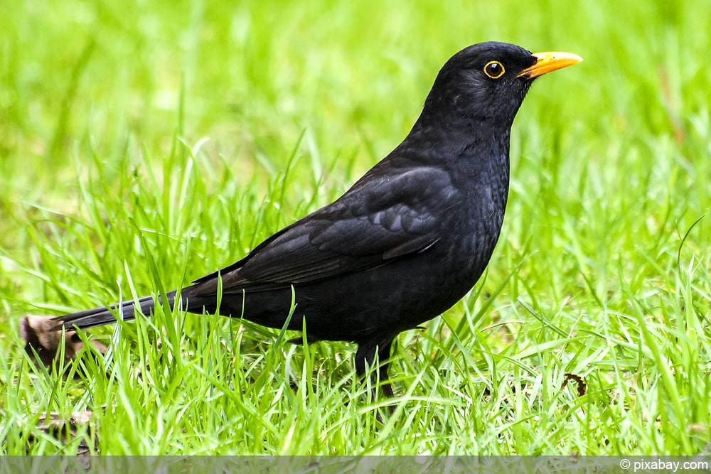 Amsel