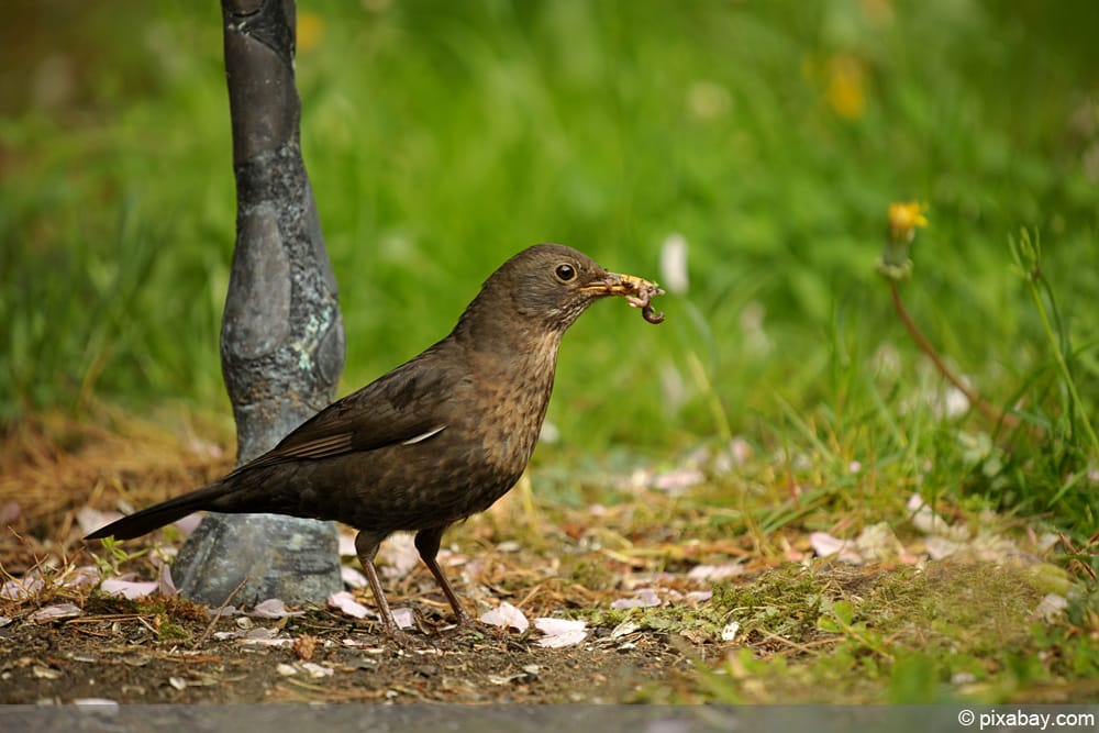 Amsel