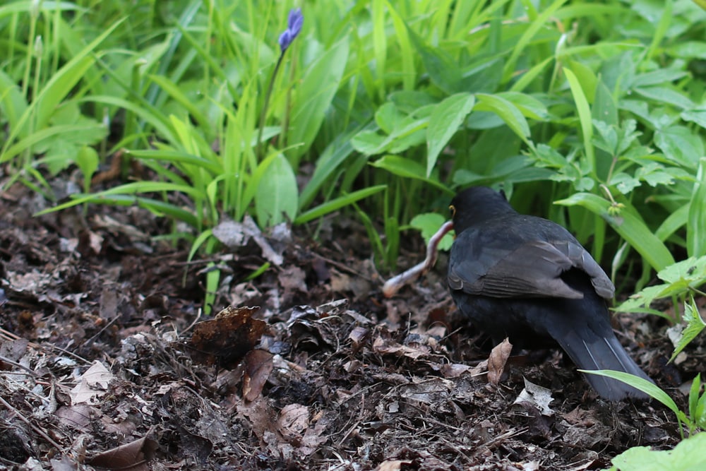 Amsel mit Regenwurm