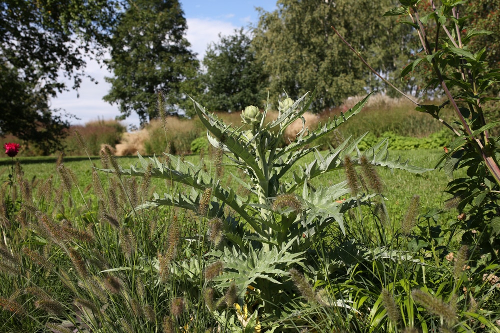 Artischocken - Cynara cardunuculus