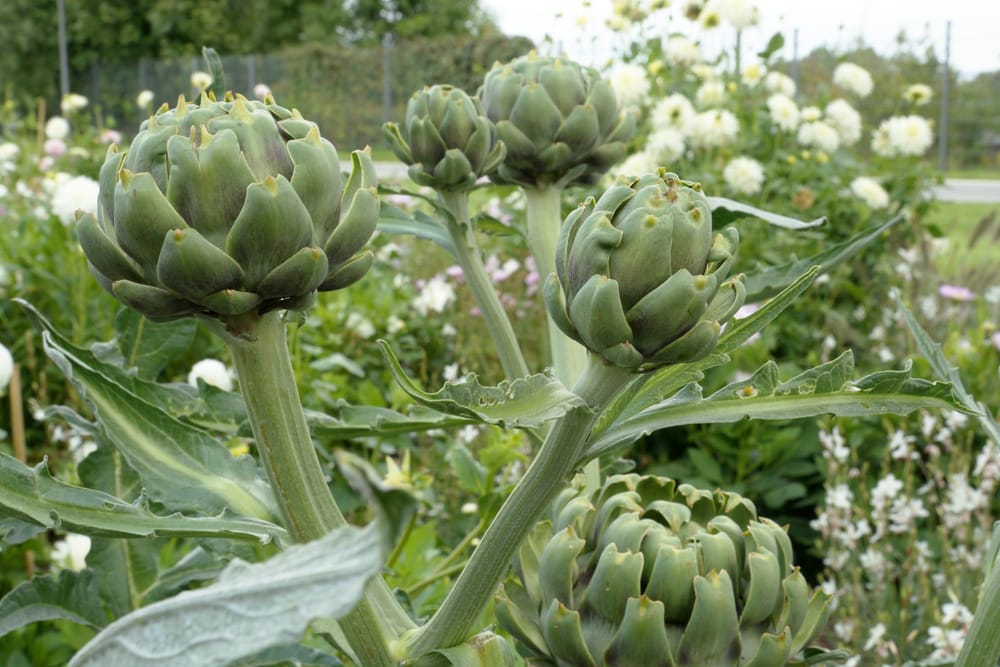 Artischocken - Cynara cardunuculus