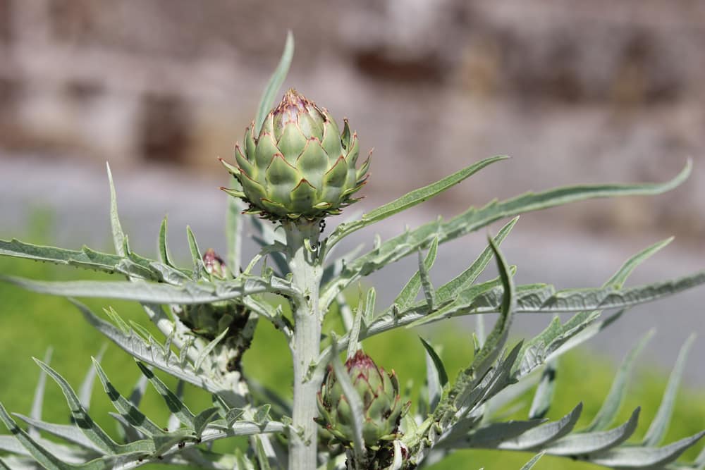 Artischocken - Cynara cardunuculus