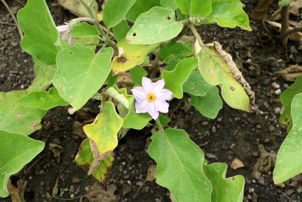 Aubergine - Solanum melongena