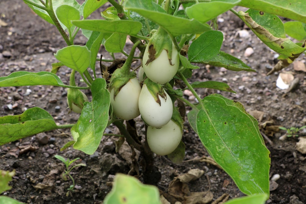 Aubergine - Solanum melongena