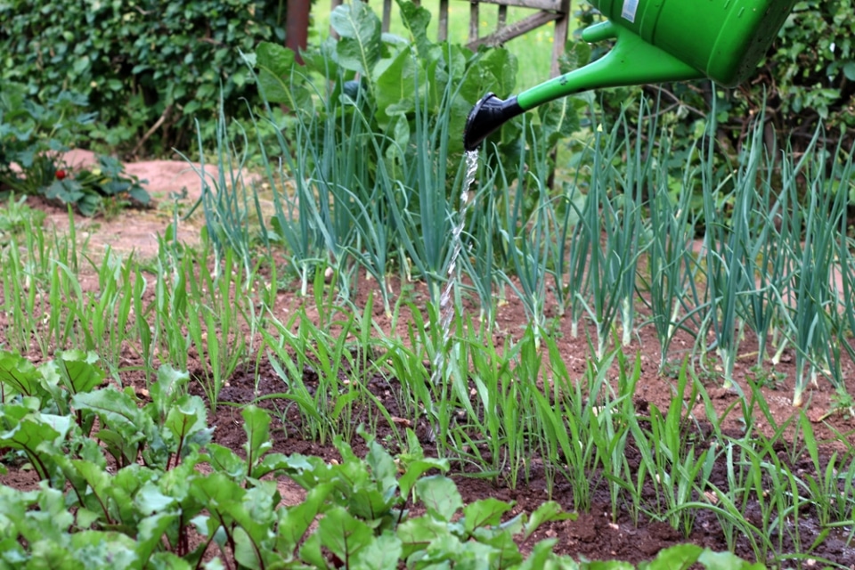 Gießwasser richtig entkalken und den pHWert senken