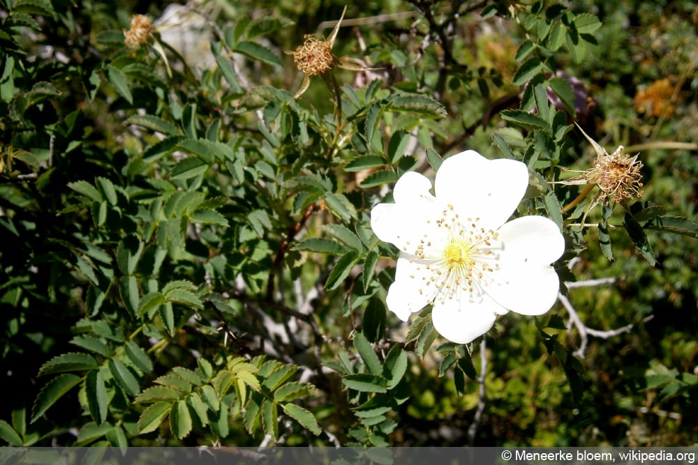 Bibernellrose - Dünenrose - Rosa pimpinellifolia
