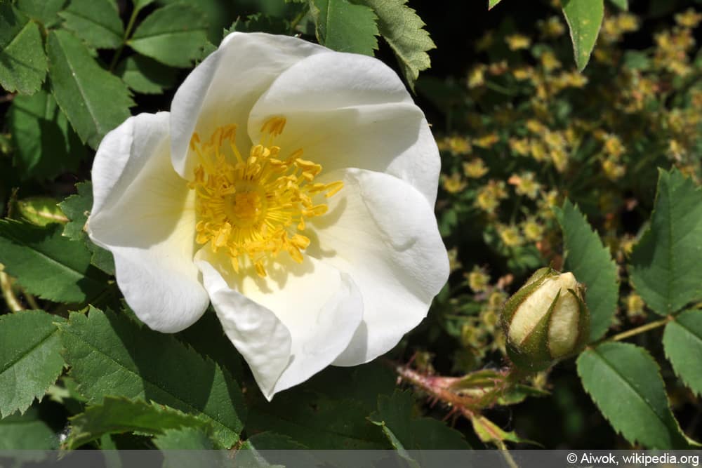Bibernellrose - Dünenrose - Rosa pimpinellifolia