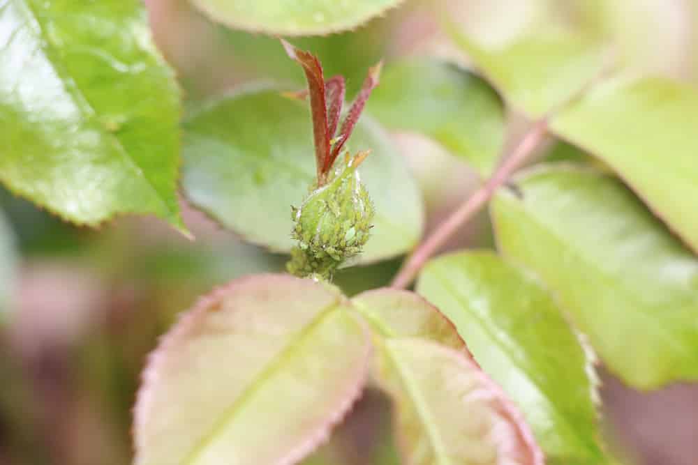grüne Blattläuse auf einer Rosenpflanze