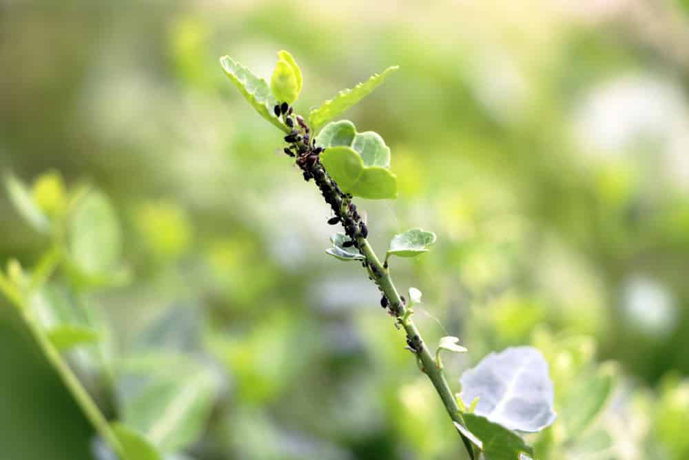 schwarze Blattläuse und Ameisen