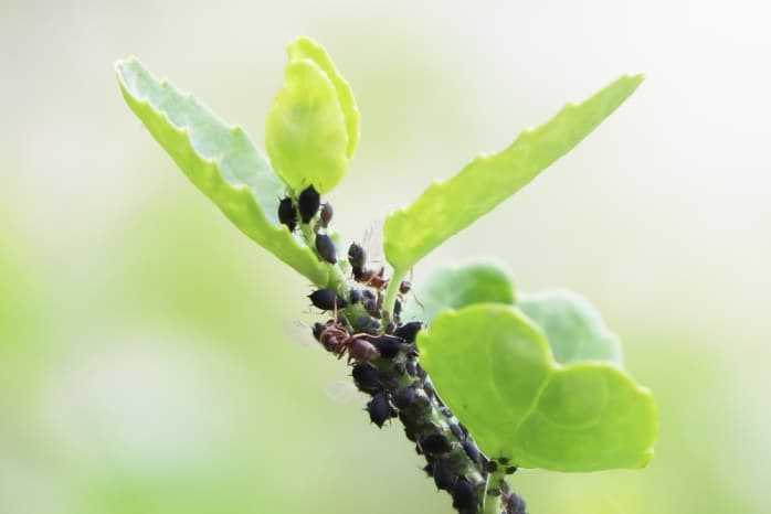 schwarze Blattläuse und Ameisen