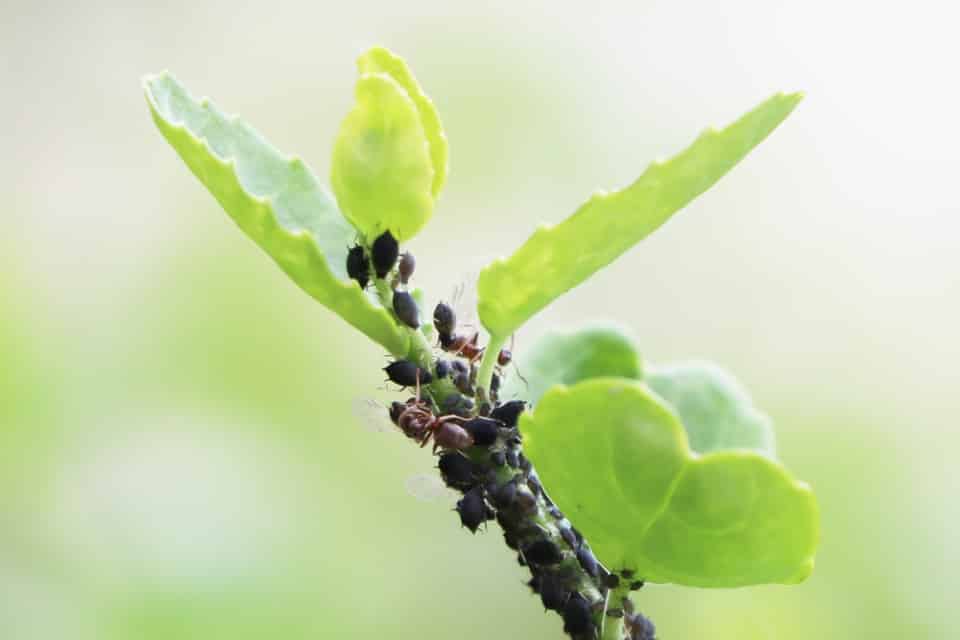 Schädlinge am Hibiskus Läuse, Käfer und Spinnmilben bekämpfen