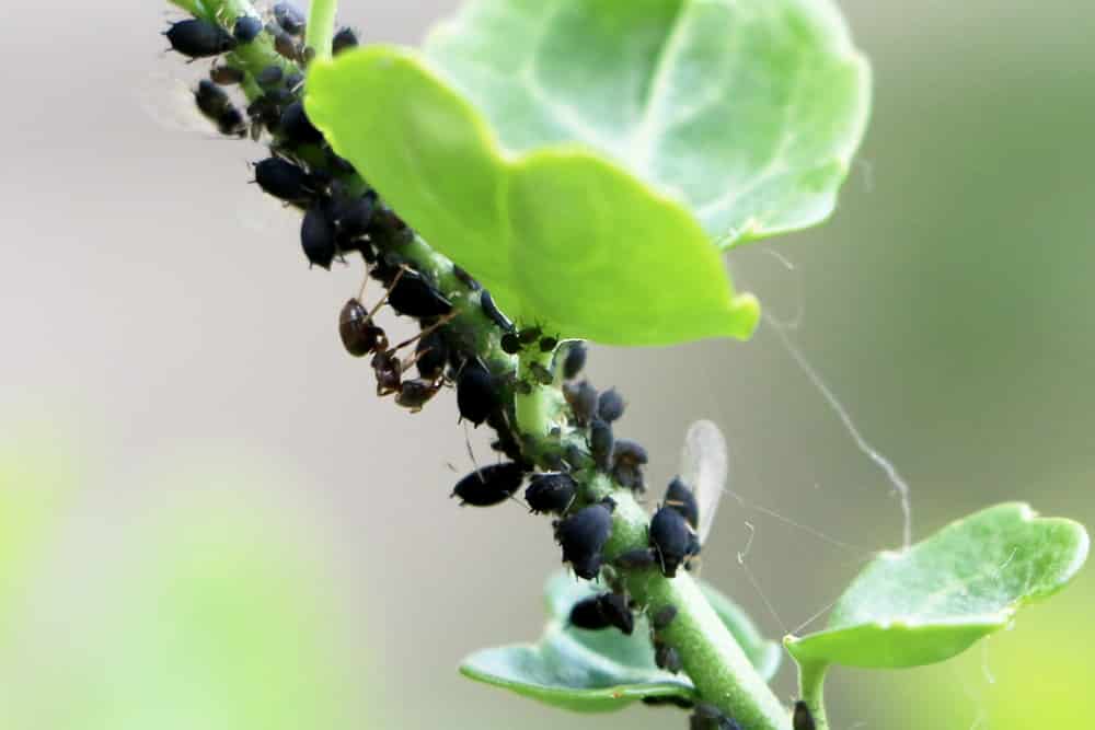 schwarze Blattläuse