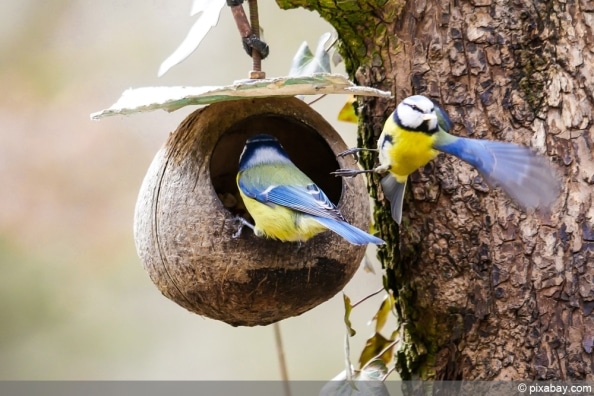 blaumeise-parus-caeruleus-steckbrief-brutzeit-und-futter-nahrung