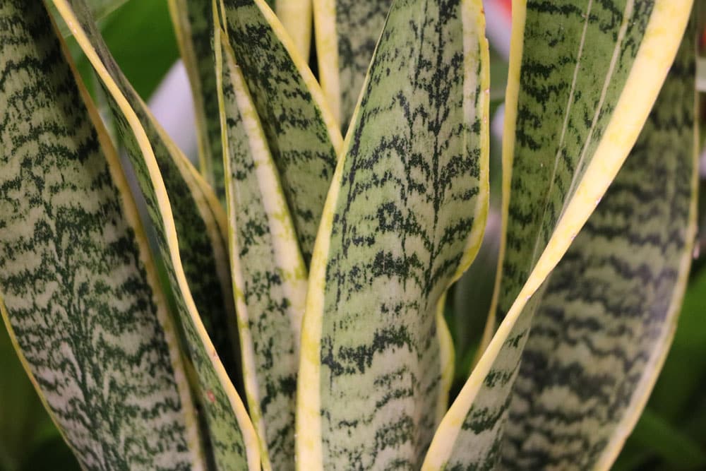 Bogenhanf - Sansevieria trifasciata