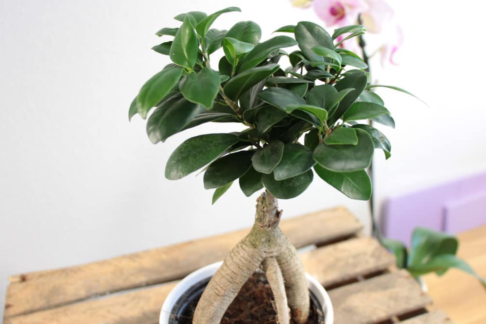 Bonsai aus Ficus Ginseng