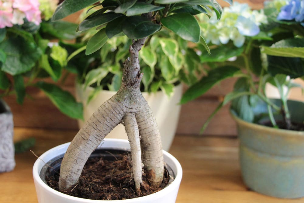 Zimmerbonsai - geeignete Indoor-Bonsai-Arten + Pflege-Ansprche -  Hausgarten.net