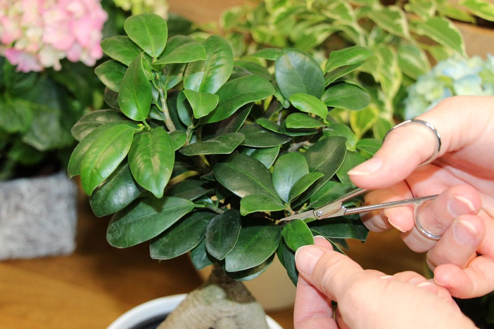 Bonsai aus Ficus Ginseng schneiden