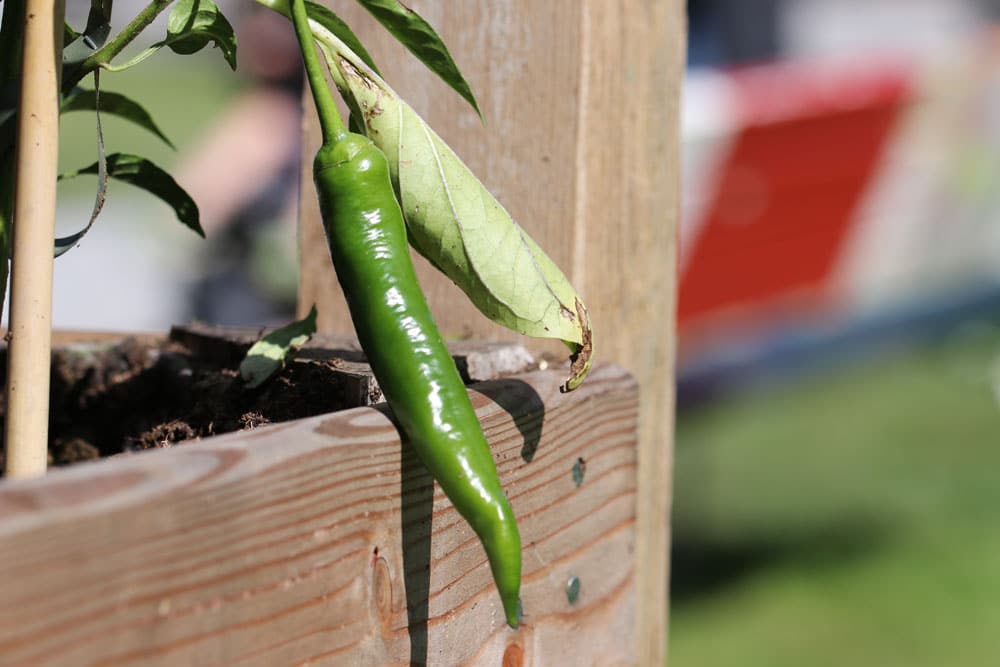 Peperoni - Chili