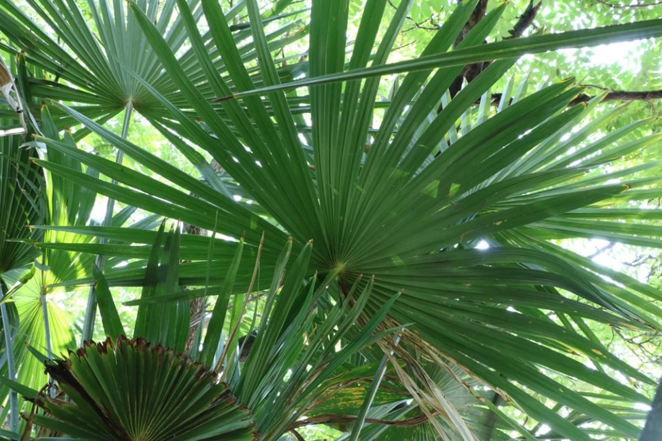 Winterharte Palmen 7 Arten für den Garten bis zu 25°C