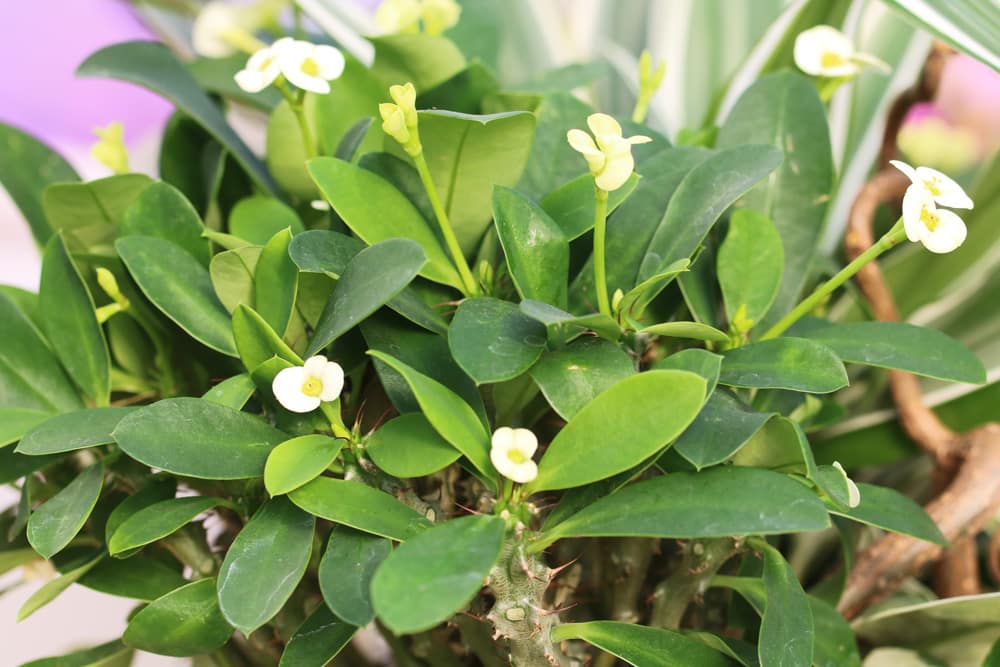 Christusdorn - Euphorbia milii