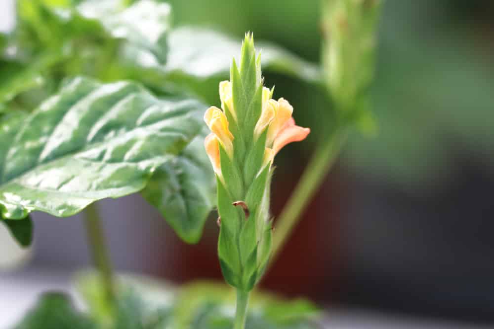 Crossandra - Infundibuliformis