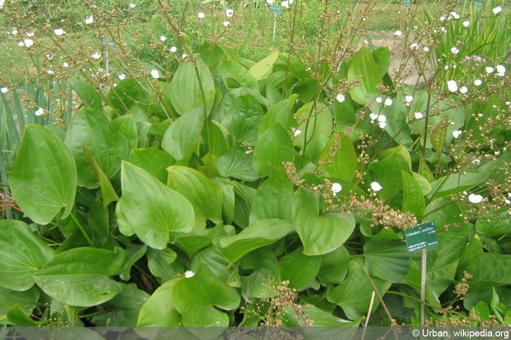Echinodorus - Schwertpflanze