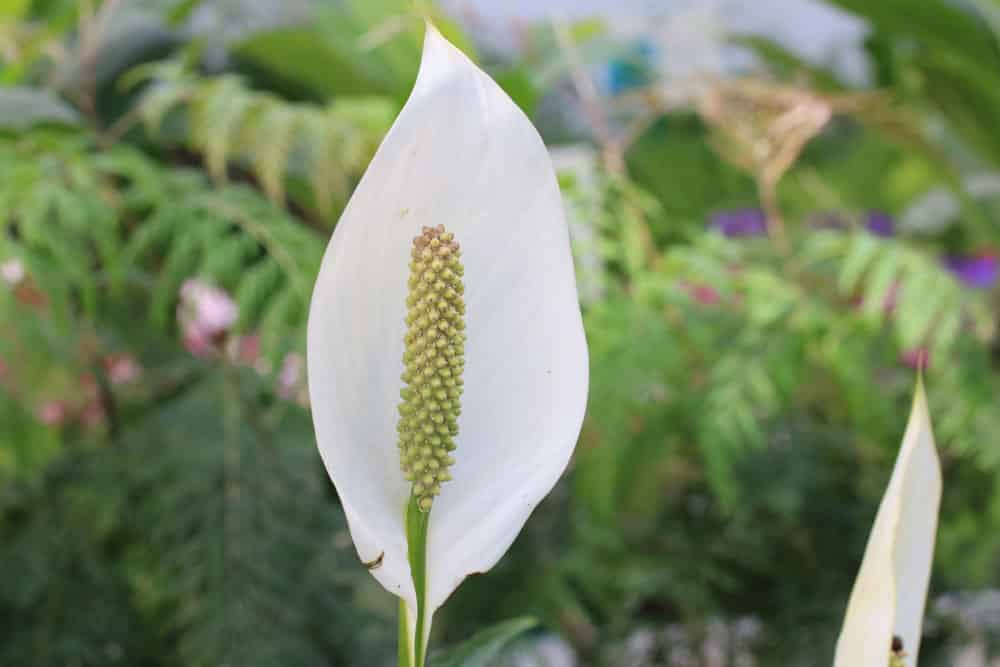 Einblatt - Spathiphyllum