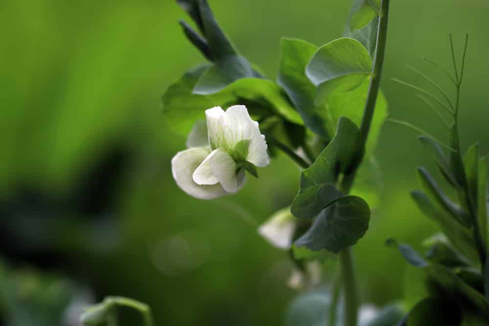 Erbsen - Pisum sativum