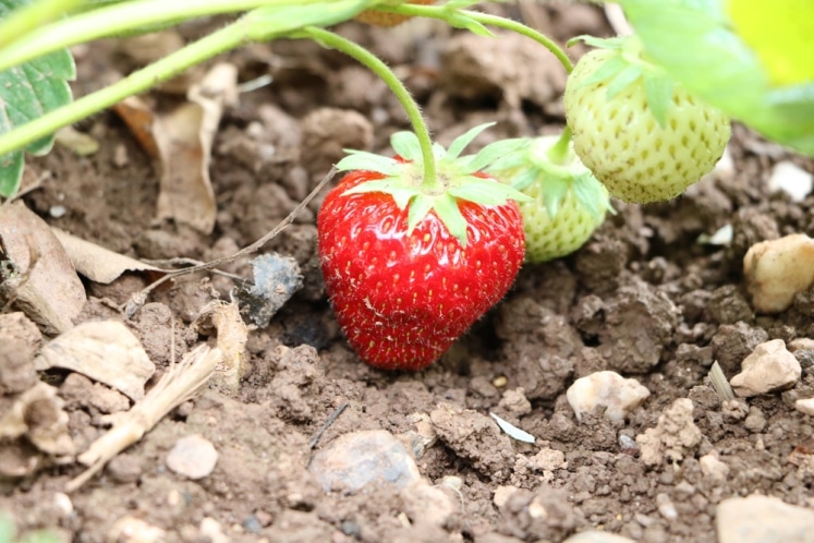 Wann pflanzt man Erdbeeren? Infos zur besten Pflanzzeit