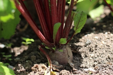 Erntezeit -rote bete