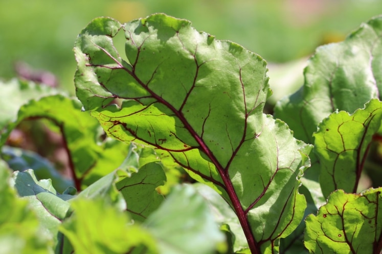 Rote Beete/Rübe ernten - wann ist sie reif? Infos zur besten Erntezeit ...