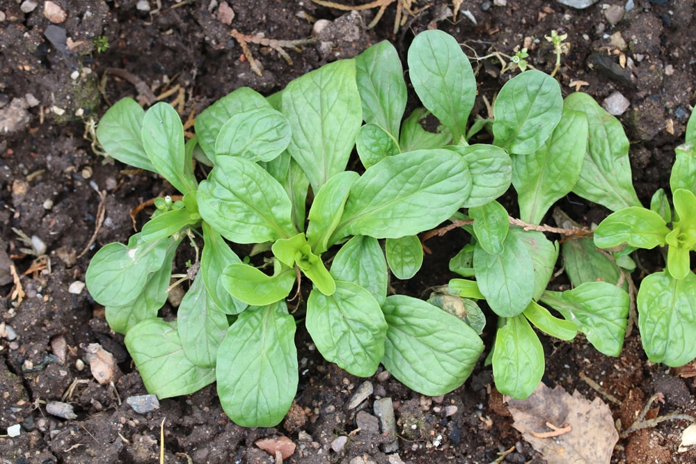 Feldsalat - Valerianella locusta