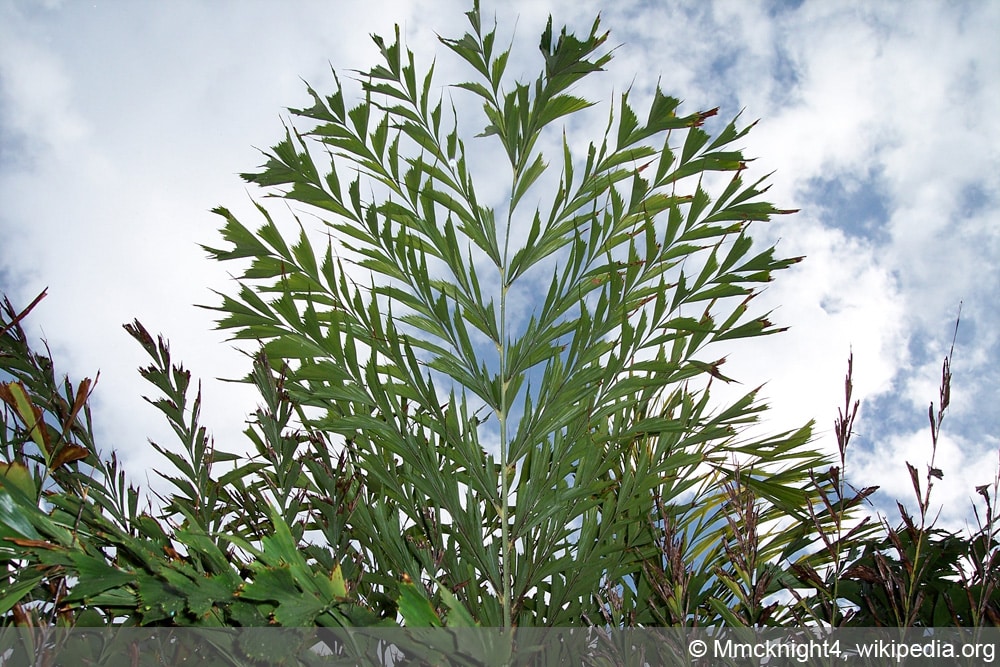 Fischschwanzpalme - Caryota mitis