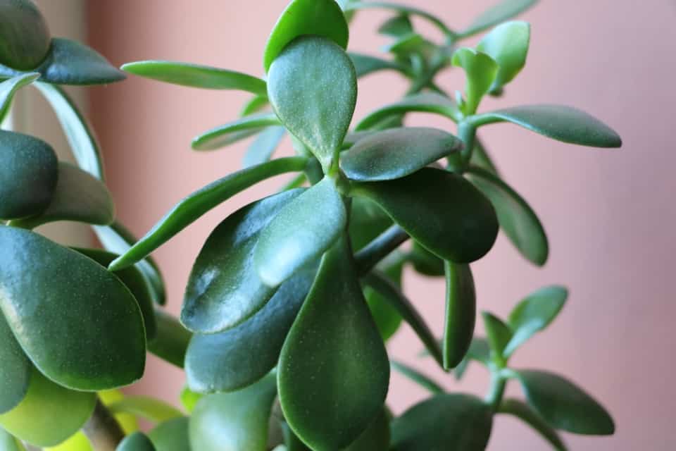 Ist der Geldbaum giftig? Das ist beim Pfennigbaum zu beachten