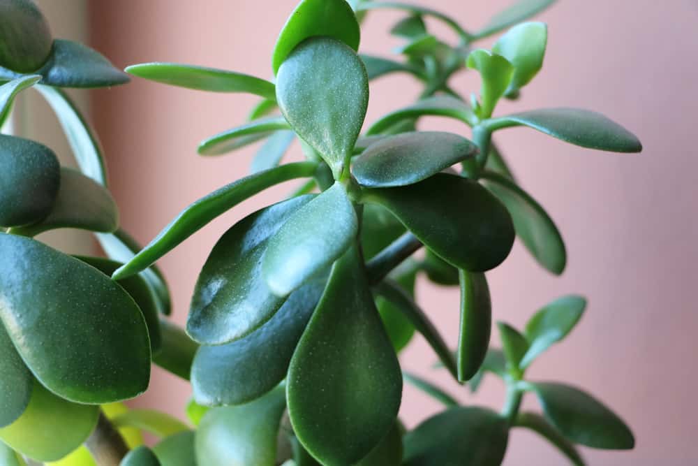 Ist der Geldbaum giftig? Das ist beim Pfennigbaum zu beachten -  Hausgarten.net
