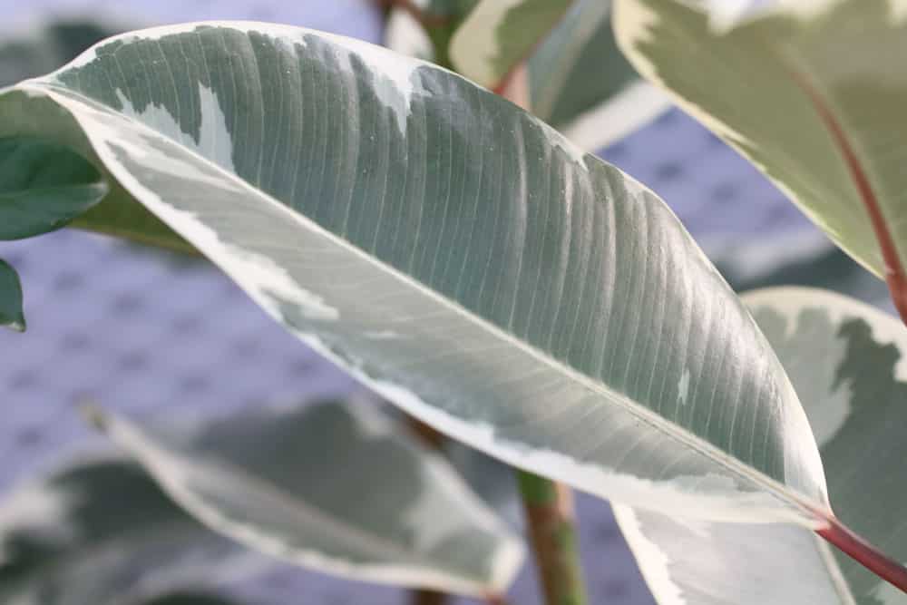 Gummibaum - Ficus elastica