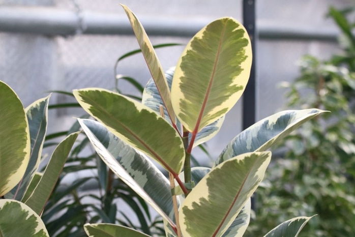 Gummibaum - Ficus elastica