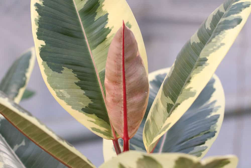 Gummibaum - Ficus elastica