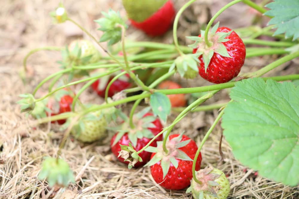 Erdbeeren gesund und lecker