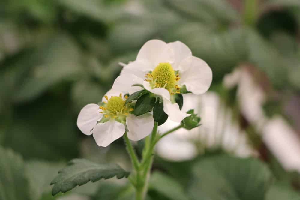 Erdbeeren Blüte